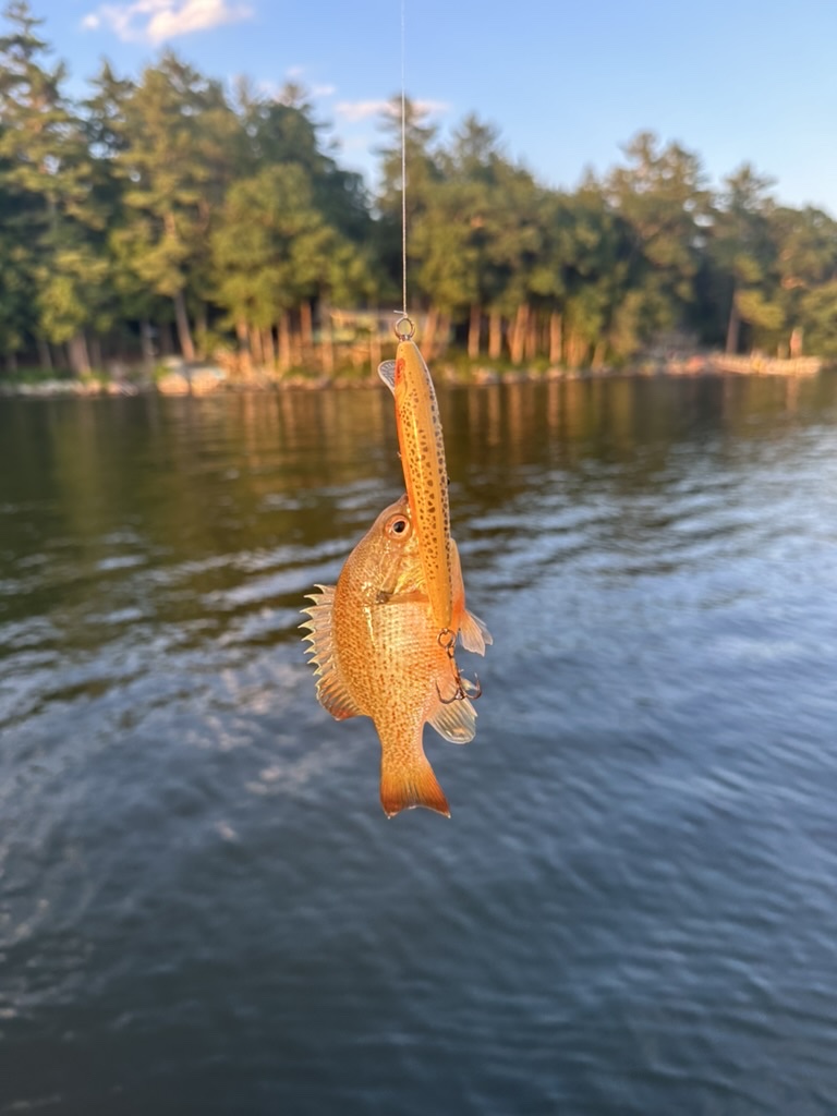 A fish caught on Threemile Pond with wooded shoreline in the background
